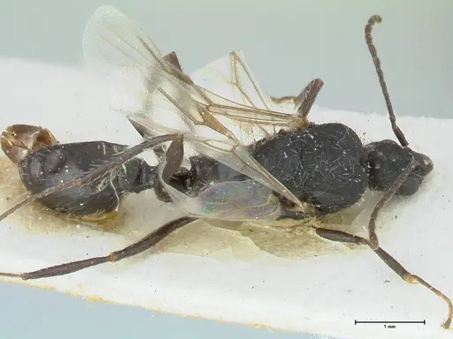 Aphaenogaster senilis specimen FOCOL1238 image focol1238_1