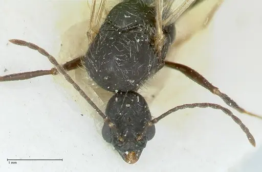 Aphaenogaster senilis specimen FOCOL1238 image focol1238_2