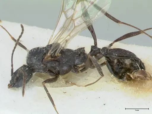 Aphaenogaster senilis specimen FOCOL1238 image focol1238_3