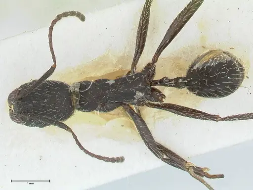 Aphaenogaster senilis specimen FOCOL1239 image focol1239_1
