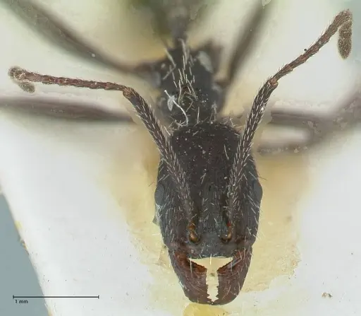 Aphaenogaster senilis specimen FOCOL1239 image focol1239_2