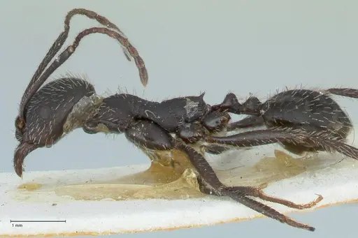 Aphaenogaster senilis specimen FOCOL1239 image focol1239_3