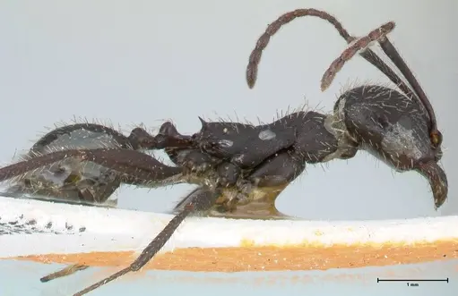 Aphaenogaster senilis specimen FOCOL1239 image focol1239_4