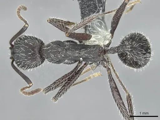 Aphaenogaster sicardi specimen CASENT0913793 image casent0913793_1