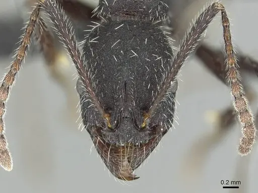 Aphaenogaster sicardi specimen CASENT0913793 image casent0913793_2