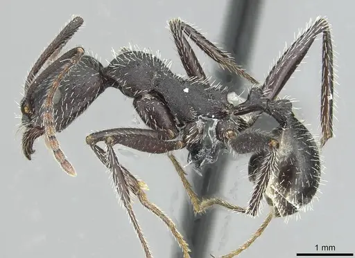 Aphaenogaster sicardi specimen CASENT0913793 image casent0913793_3