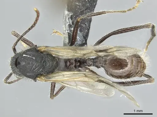 Aphaenogaster sicardi specimen CASENT0913794 image casent0913794_1