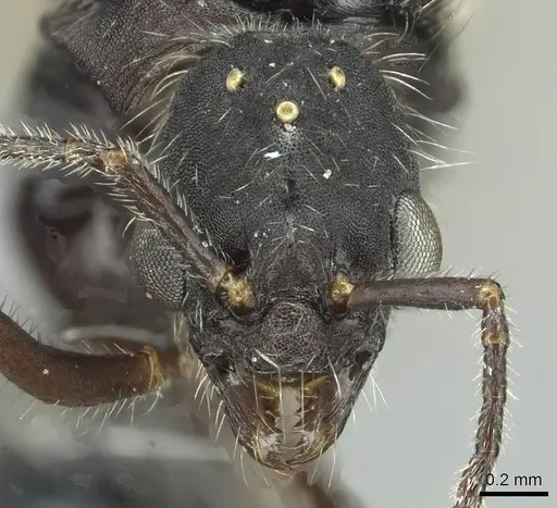 Aphaenogaster sicardi specimen CASENT0913794 image casent0913794_2