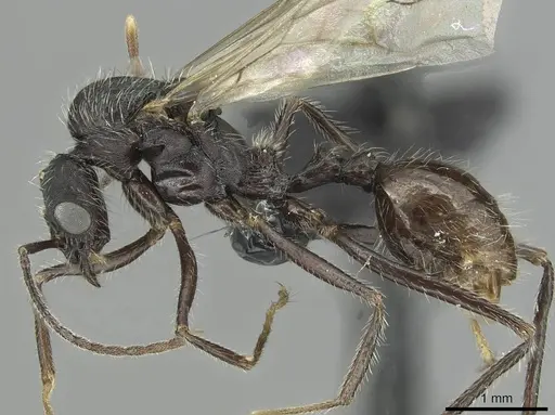 Aphaenogaster sicardi specimen CASENT0913794 image casent0913794_3