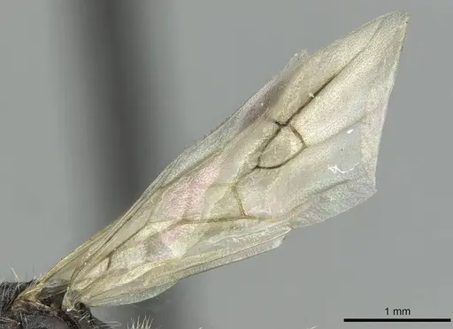 Aphaenogaster sicardi specimen CASENT0913794 image casent0913794_4