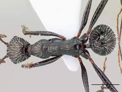 Aphaenogaster simonellii specimen CASENT0179867 image casent0179867_1