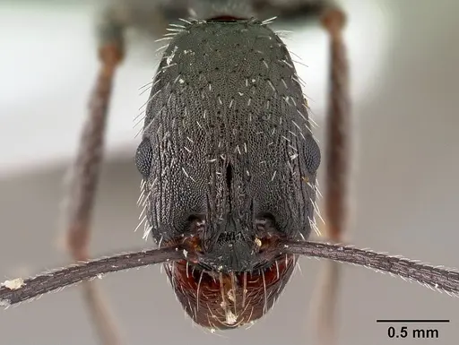 Aphaenogaster simonellii specimen CASENT0179867 image casent0179867_2