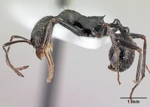 Aphaenogaster simonellii specimen CASENT0179867 image casent0179867_3