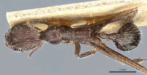 Aphaenogaster simonellii specimen CASENT0904159 image casent0904159_1