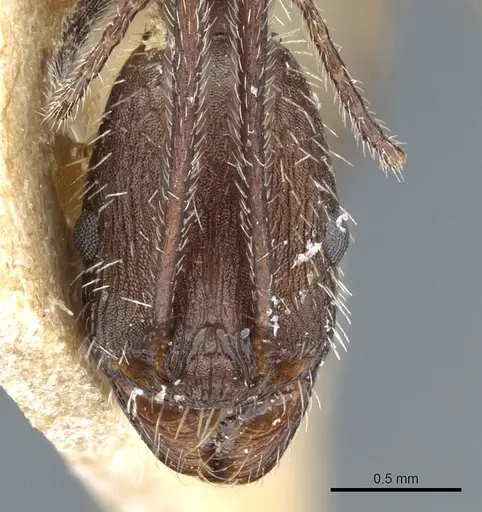 Aphaenogaster simonellii specimen CASENT0904159 image casent0904159_2