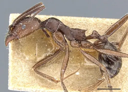 Aphaenogaster simonellii specimen CASENT0904159 image casent0904159_3
