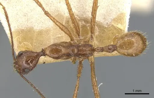 Aphaenogaster simulans specimen CASENT0904192 image casent0904192_1