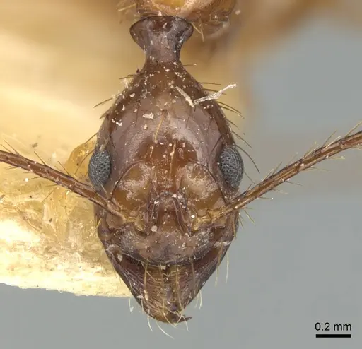 Aphaenogaster simulans specimen CASENT0904192 image casent0904192_2
