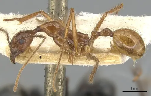 Aphaenogaster simulans specimen CASENT0904192 image casent0904192_3