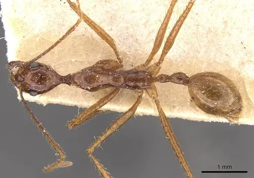 Aphaenogaster simulans specimen CASENT0907706 image casent0907706_1