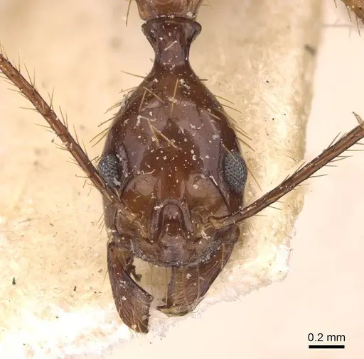 Aphaenogaster simulans specimen CASENT0907706 image casent0907706_2