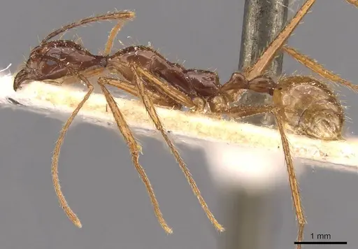 Aphaenogaster simulans specimen CASENT0907706 image casent0907706_3