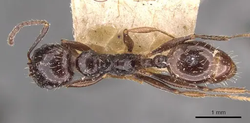 Aphaenogaster smythiesii specimen CASENT0907696 image casent0907696_1
