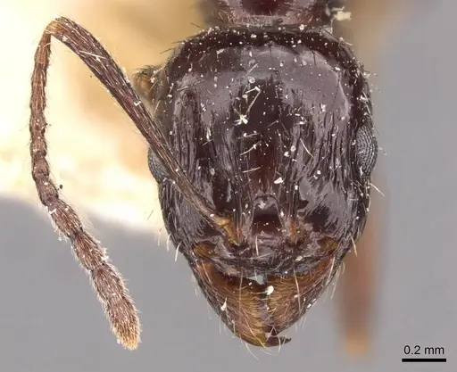 Aphaenogaster smythiesii specimen CASENT0907696 image casent0907696_2