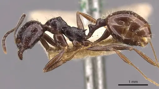 Aphaenogaster smythiesii specimen CASENT0907696 image casent0907696_3