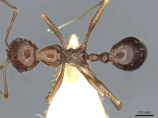 Aphaenogaster smythiesii specimen CASENT0913129 image casent0913129_1
