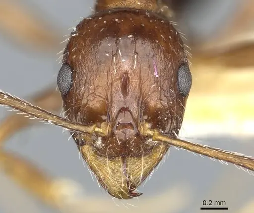Aphaenogaster smythiesii specimen CASENT0913129 image casent0913129_2