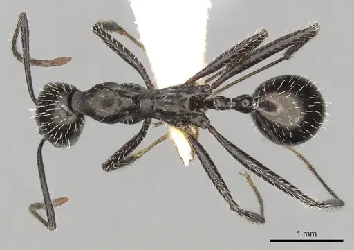 Aphaenogaster spinosa specimen CASENT0280970 image casent0280970_1