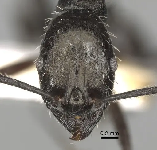 Aphaenogaster spinosa specimen CASENT0280970 image casent0280970_2