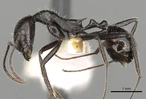 Aphaenogaster spinosa specimen CASENT0280970 image casent0280970_3