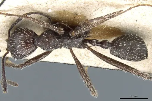 Aphaenogaster spinosa specimen CASENT0904163 image casent0904163_1