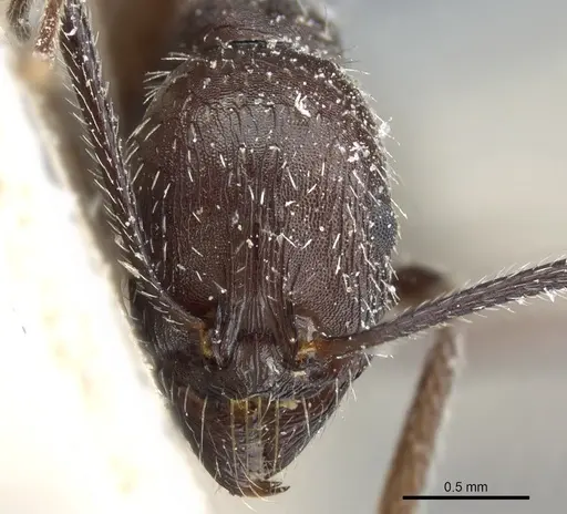 Aphaenogaster spinosa specimen CASENT0904163 image casent0904163_2