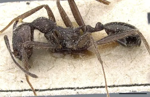 Aphaenogaster spinosa specimen CASENT0904163 image casent0904163_3