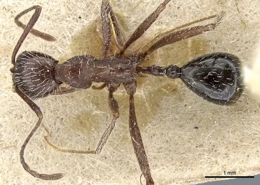 Aphaenogaster spinosa specimen CASENT0904166 image casent0904166_1