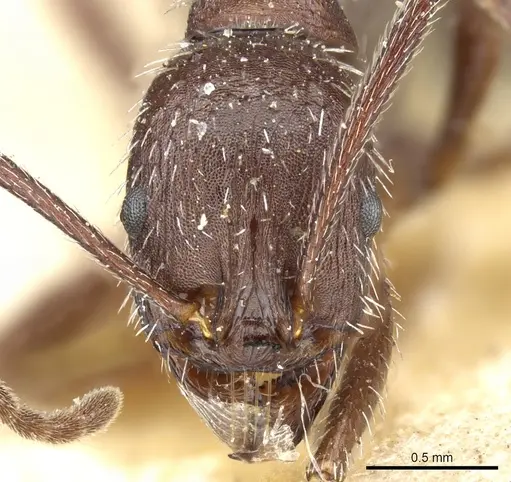 Aphaenogaster spinosa specimen CASENT0904166 image casent0904166_2