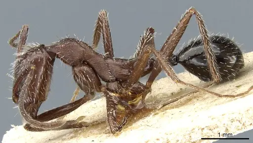 Aphaenogaster spinosa specimen CASENT0904166 image casent0904166_3