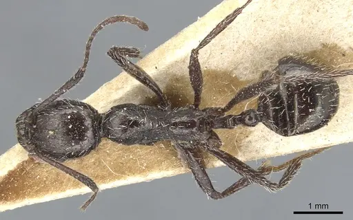 Aphaenogaster spinosa specimen CASENT0904179 image casent0904179_1