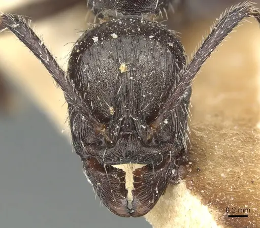 Aphaenogaster spinosa specimen CASENT0904179 image casent0904179_2