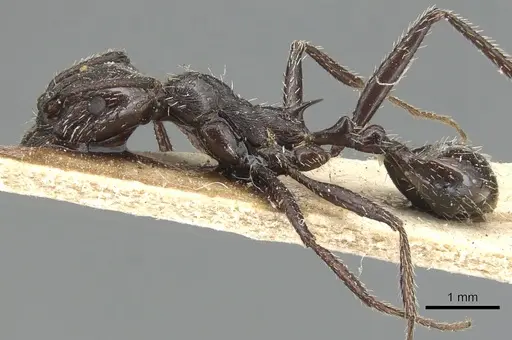 Aphaenogaster spinosa specimen CASENT0904179 image casent0904179_3