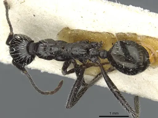 Aphaenogaster spinosa specimen CASENT0913130 image casent0913130_1