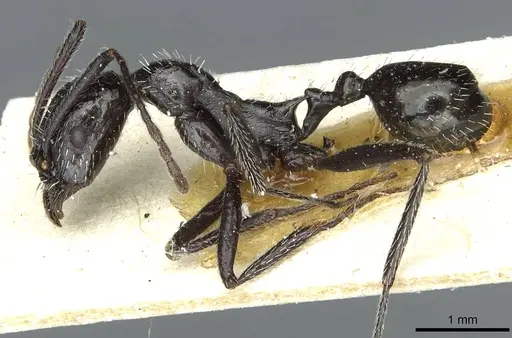 Aphaenogaster spinosa specimen CASENT0913130 image casent0913130_3