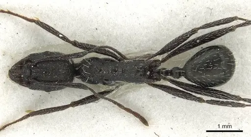 Aphaenogaster spinosa specimen CASENT0915439 image casent0915439_1