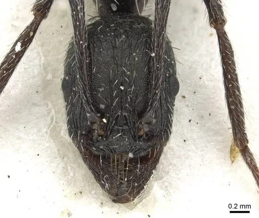 Aphaenogaster spinosa specimen CASENT0915439 image casent0915439_2
