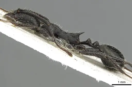 Aphaenogaster spinosa specimen CASENT0915439 image casent0915439_3