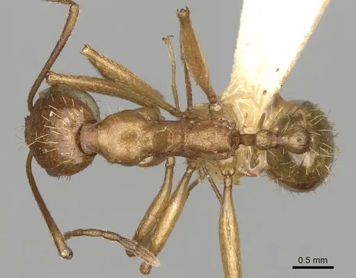 Aphaenogaster splendida specimen CASENT0280965 image casent0280965_1