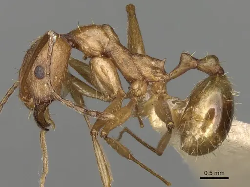 Aphaenogaster splendida specimen CASENT0280965 image casent0280965_3